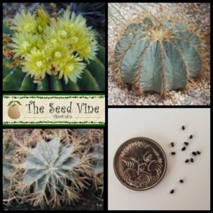ferocactus-glaucescens-blue-barrel-cactus-seeds-MAIN