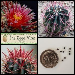 ferocactus-gracilis-fire-barrel-cactus-seeds-MAIN