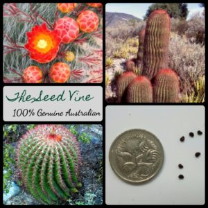 ferocactus-pilosus-mexican-fire-barrel-cactus-seeds - MAIN