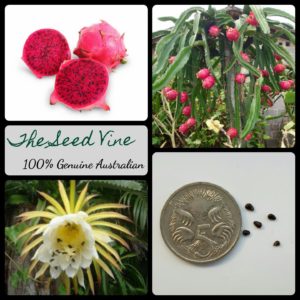 hylocereus-costaricensis-red-dragonfruit-fruit-seeds - MAIN