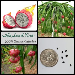 hylocereus-undatus-white-dragonfruit-seeds-MAIN