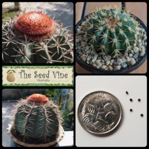 melocactus-matanzanus-turks-cap-cactus-main