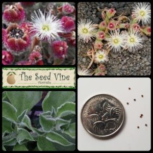 mesembryanthemum-crystallinum-iceplant-main