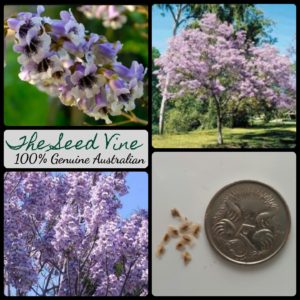 paulownia-elongata-princess-tree-seeds-MAIN