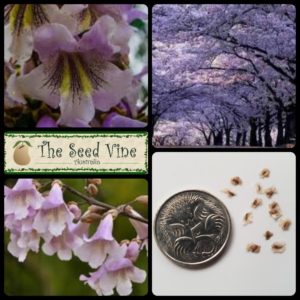 paulownia-fortunei-dragon-tree-main