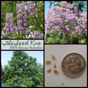 paulownia-tomentosa-empress-tree-seeds-MAIN
