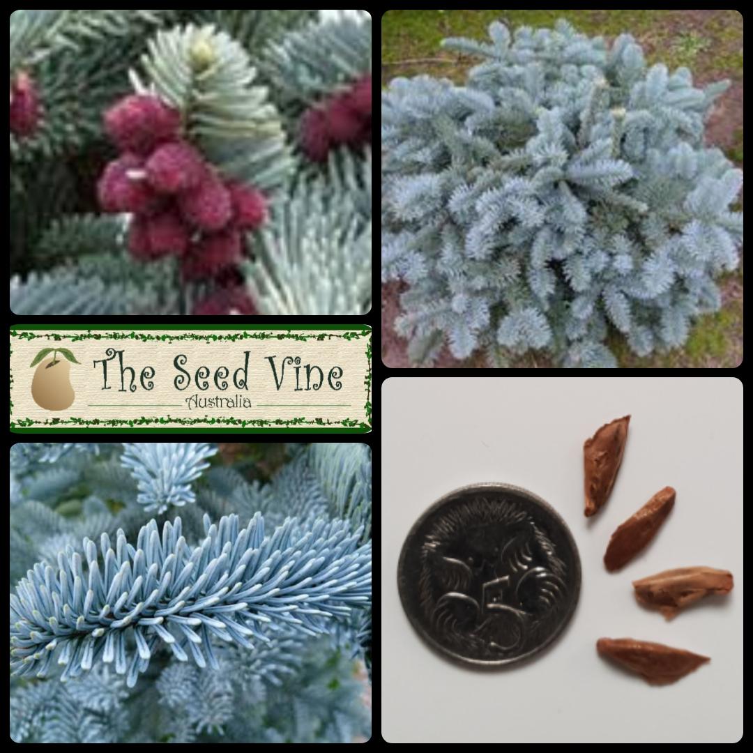 Abies procera glauca - Blue Noble Fir - The Seed Vine