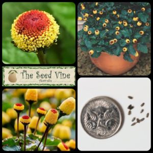 Acmella oleracea - Toothache Plant - Main