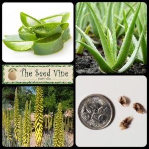 Aloe barbadensis - Aloe Vera - main
