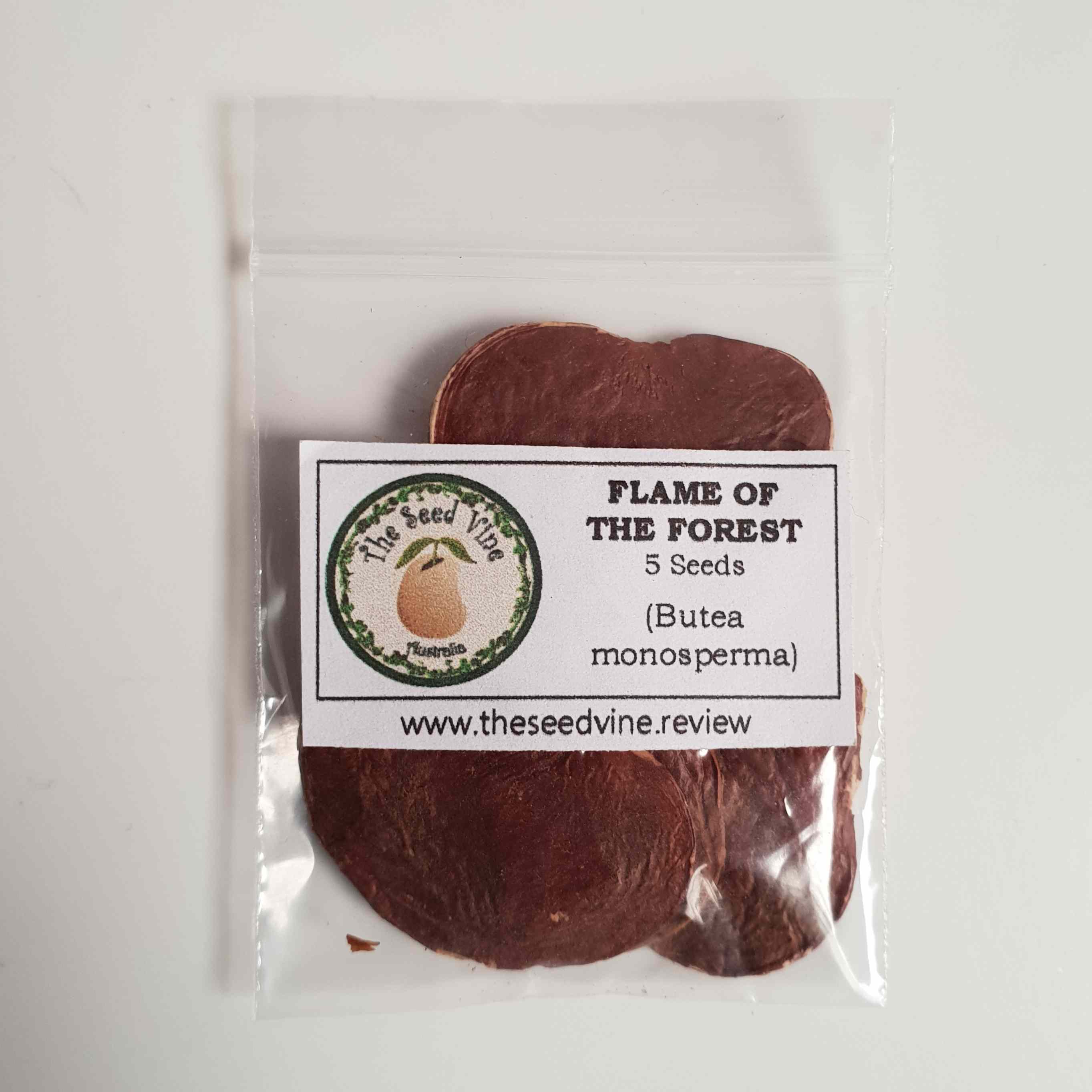 Butea monosperma - Flame of the Forest - 5 Seeds