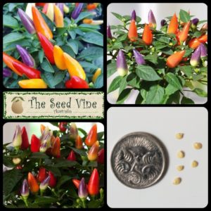 Capsicum annuum - Acapulco Mix Chilli - MAIN