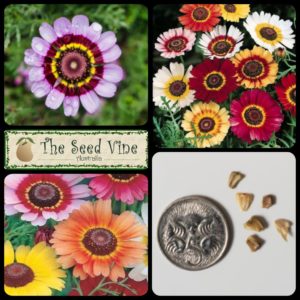 Chrysanthemum carinatum - Rainbow Mix - Main