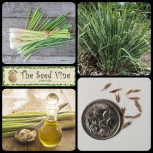 Cymbopogon flexuosus - East Indian Lemon Grass - MAIN