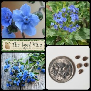 Cynoglossum amabile - Chinese Forget Me Not - Main