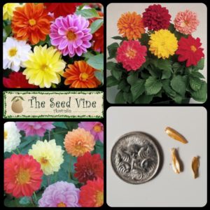 Dahlia x hybrida - Fresco Dahlia Mix - MAIN