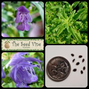 Dracocephalum moldavica - Moldavian Dragonhead - Main