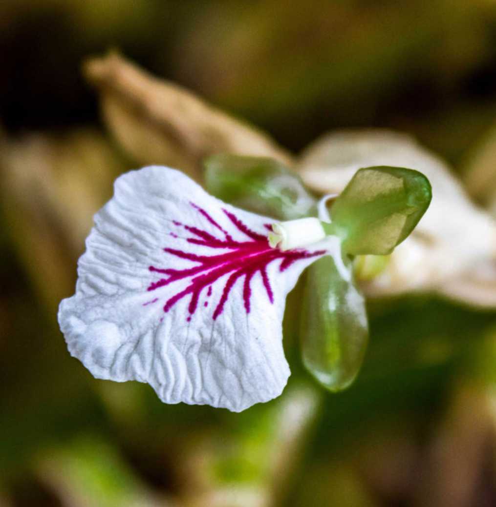 Elettaria Cardamomum - Green Cardamom - The Seed Vine