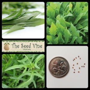 Eruca sativa - Rocket Olivetta - Main