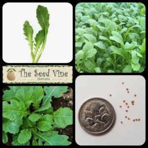 Eruca sativa - Rocket Wasabi - Main