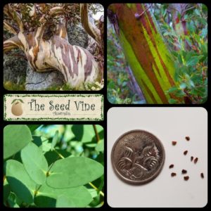 Eucalyptus coccifera - Tasmanian Snow Gum - Main