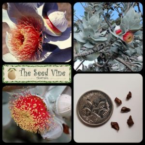 Eucalyptus macrocarpa - Rose of the West - Main