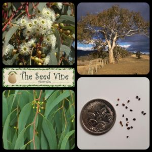 Eucalyptus melliodora - Yellow Box Eucalyptus - Main