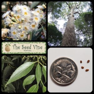 Eucalyptus microcorys - Tallowwood Tree - Main