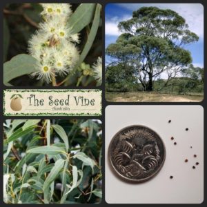 Eucalyptus polybractea - Blue Leaved Mallee - Main