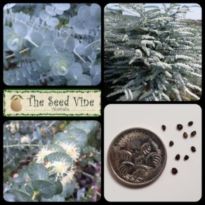 Eucalyptus pulverulenta - Baby Blue Eucalyptus - Main