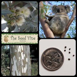 Eucalyptus tereticornis - Forest Red Gum - Main