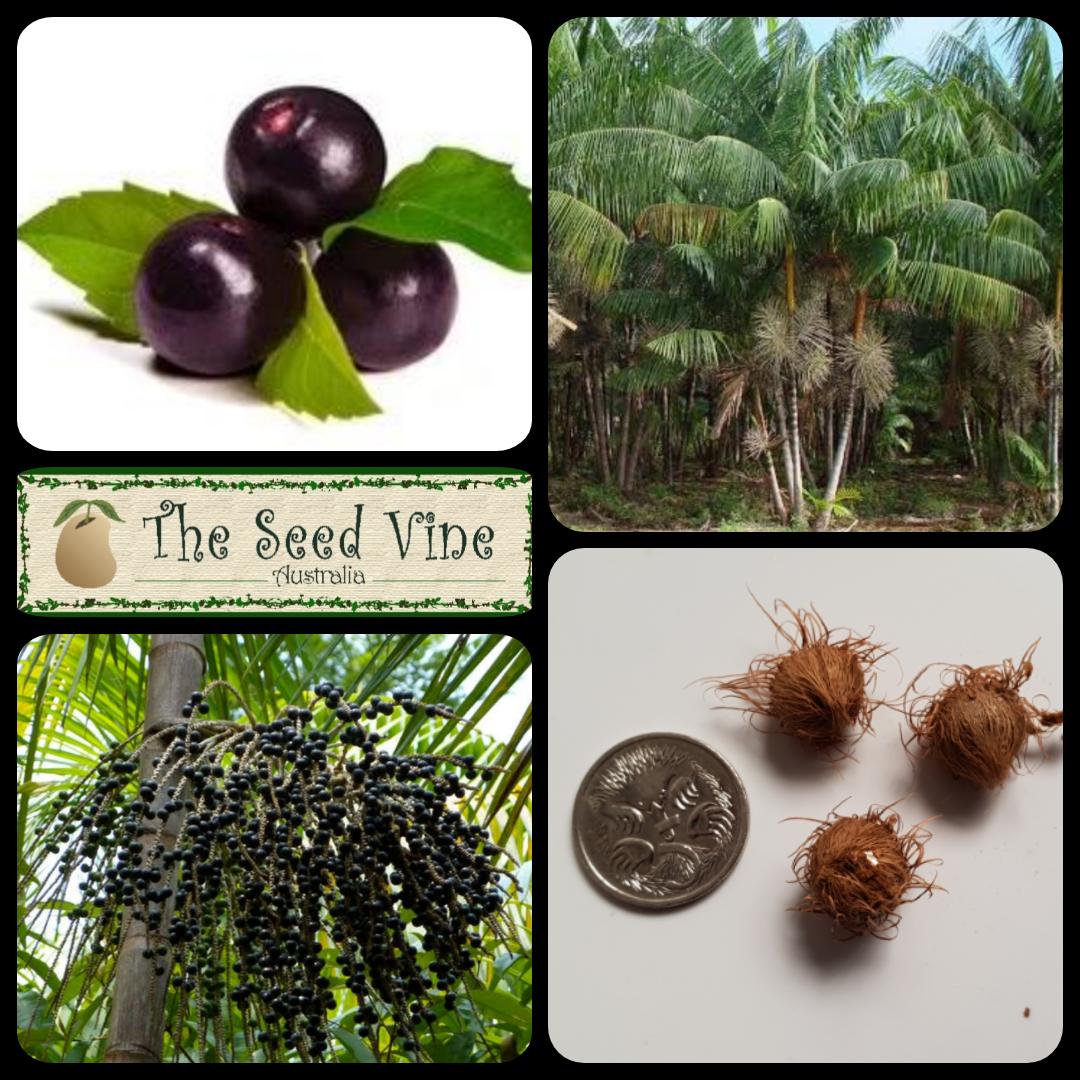 Euterpe Oleracea - Acai Palm - The Seed Vine