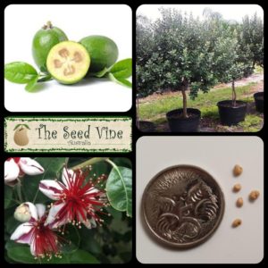 Feijoa sellowiana - Pineapple Guava - Main