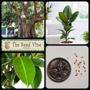 Ficus elastica - Rubber Fig - Main