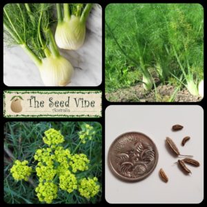 Foeniculum vulgare - Sweet Fennel - Main