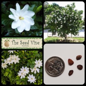 Gardenia thunbergia - Tree Gardenia - Main