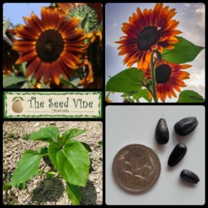 Helianthus annuus sunflower royal velvet