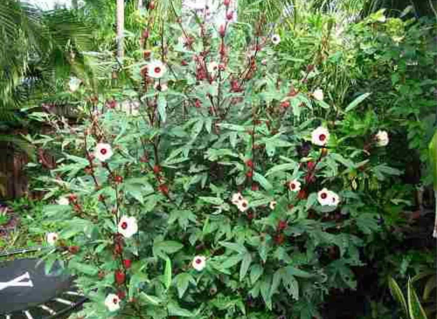 Hibiscus Sabdariffa - Roselle (Organic) - The Seed Vine