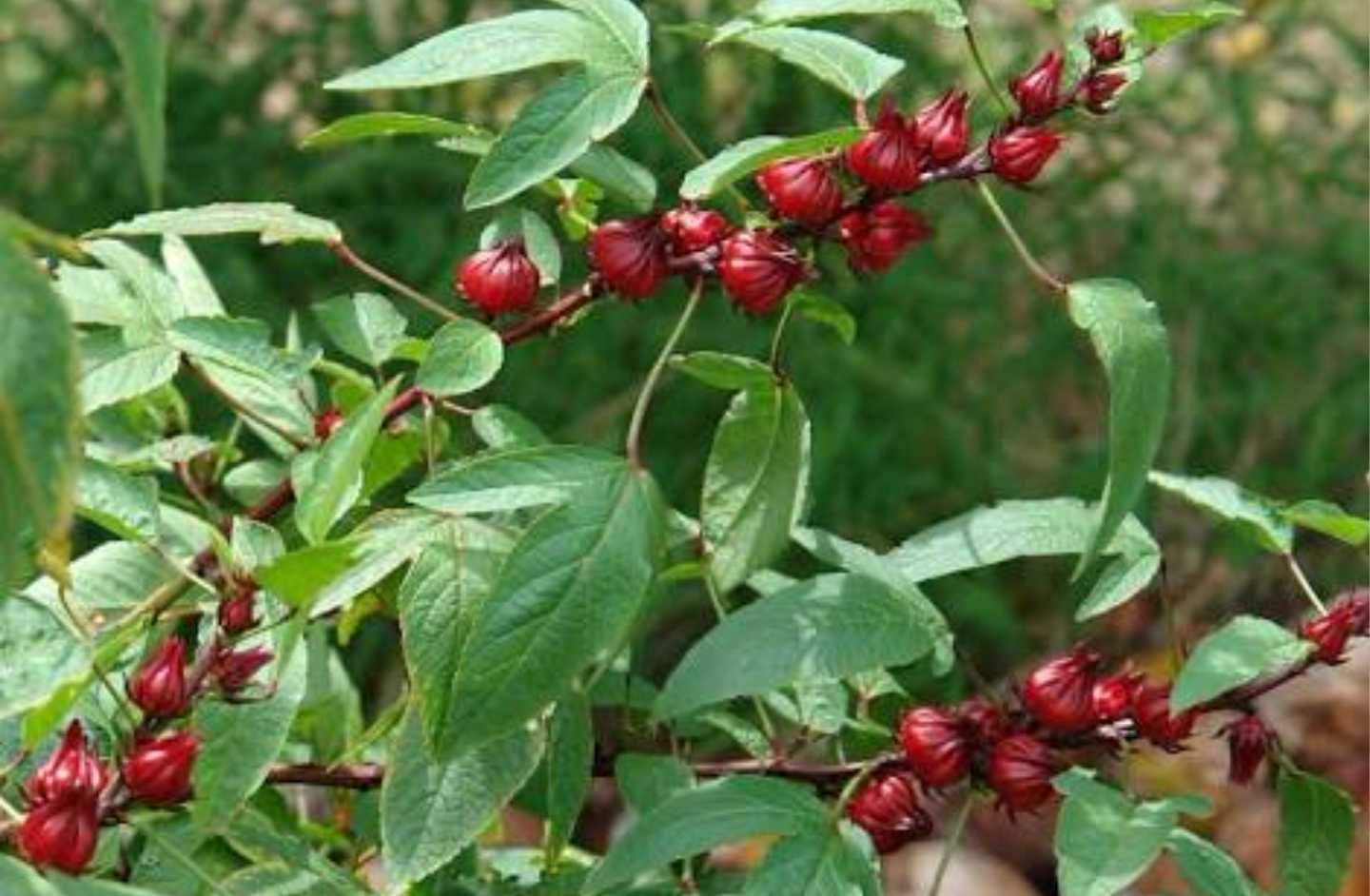 Hibiscus Sabdariffa - Roselle (Organic) - The Seed Vine