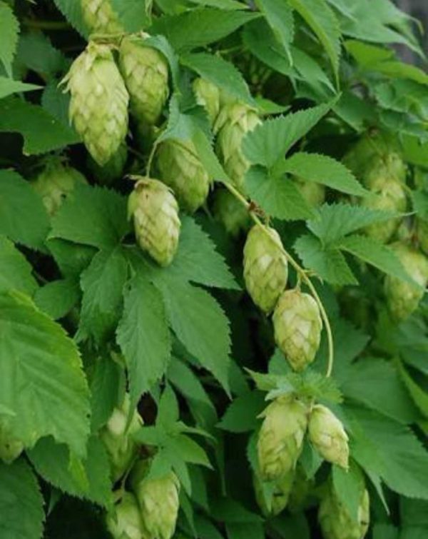 Humulus lupulus - Common Beer Hops (Organic) - The Seed Vine