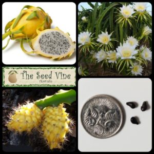 Hylocereus megalanthus - Yellow Dragonfruit - Main