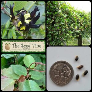 Kennedia nigricans - Tiger Snake Vine - main