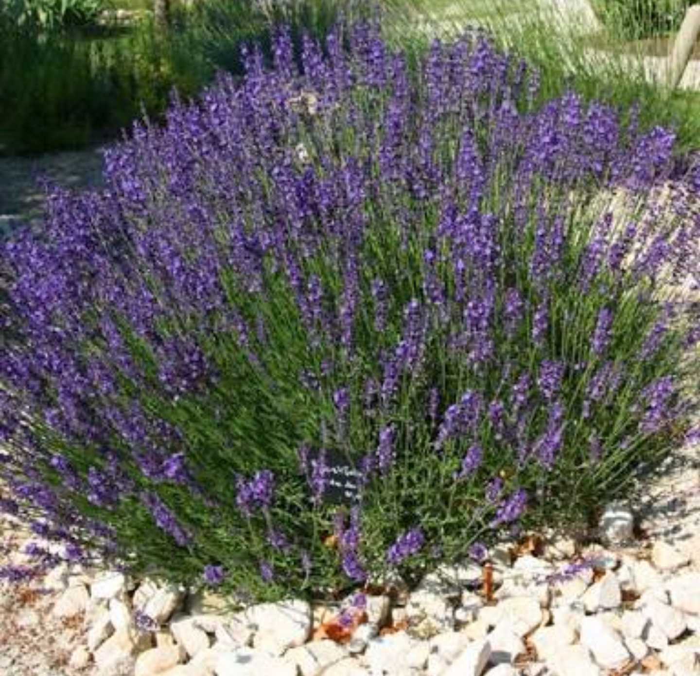 Lavandula Angustifolia - English Lavender (Organic) - The Seed Vine