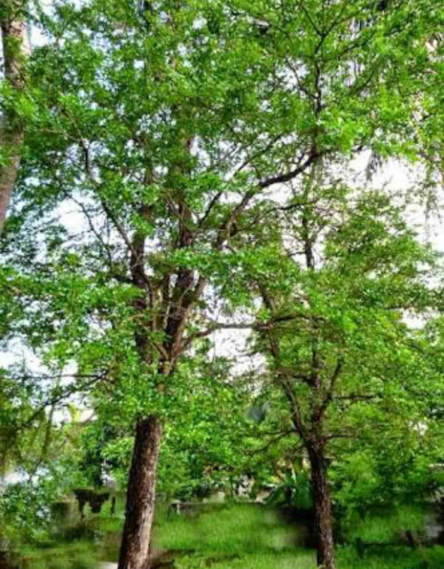 Limonia acidissima - Wood Apple - Image 4