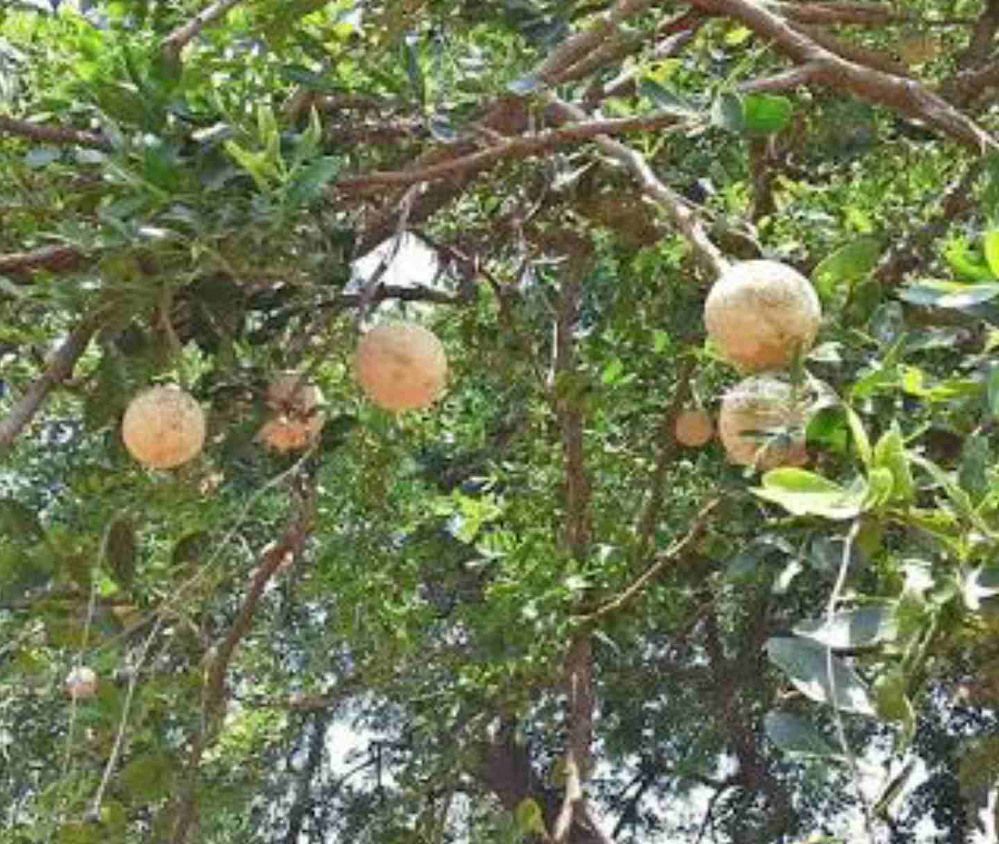 Limonia acidissima - Wood Apple - Image 3