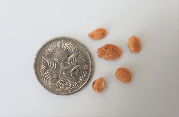 limonia-acidissima-wood-apple-tree-seeds