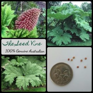 Gunnera manicata - Brazilian Rhubarb - MAIN