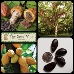 Theobroma cacao - Cocoa Tree - Main