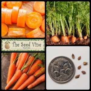 daucus-carota-carrot-nantes-main