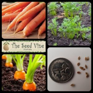 daucus-carota-carrots-all-season-main