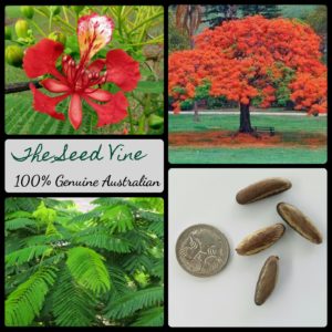 delonix-regia-royal-poinciana-tree-seeds - MAIN